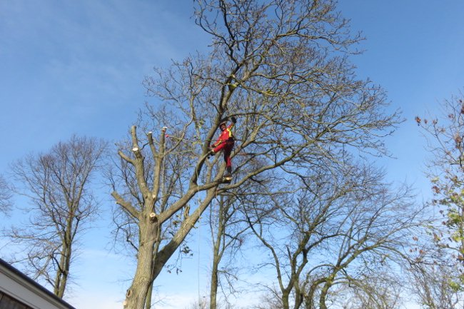 Klimmend zagen van Notenboom met veel afvangwerk