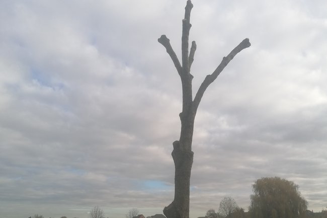Trees 'n gardens-12