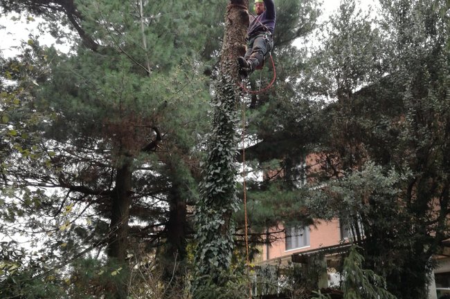 Abbattimenti in tree climbing