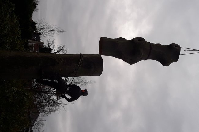 Mega boom verwijderd met torenkraan