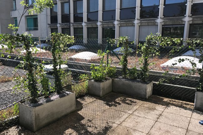 Mise en plantes de bacs sur terrasse, ( Carouge, GE )