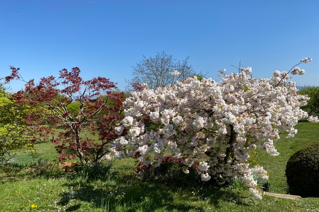 Taille et floraison