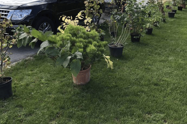 Plantation de haie indigène pour nos oiseaux