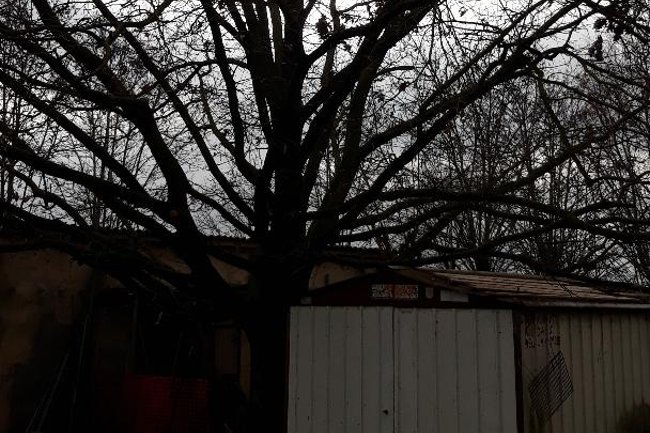 Quercia da Potare in una abitazione privata.