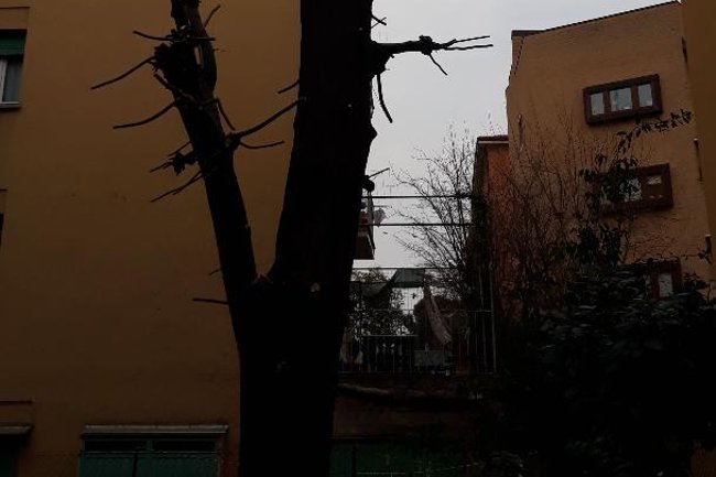 Foto del Tiglio Potato a fine lavori