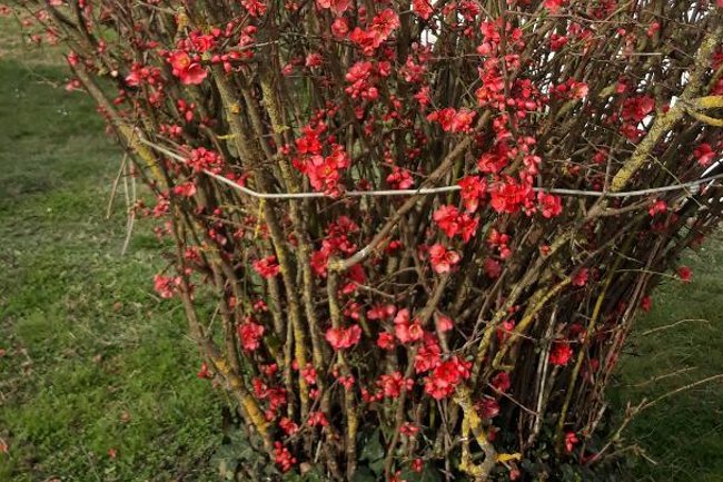 Foto di un Giardino di Bagnolo Po (RO) potato