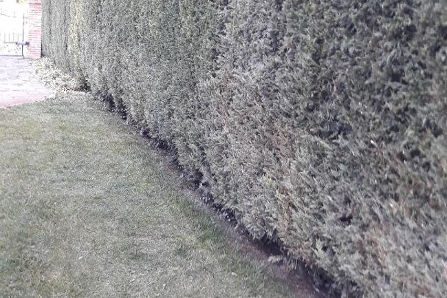 Foto Giardino Consandolo