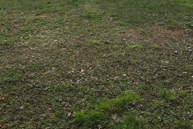 Foto di un Giardino di Bagnolo Po (RO) potato