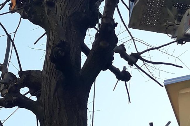 Foto dei lavori di potatura dei Tigli del condominio