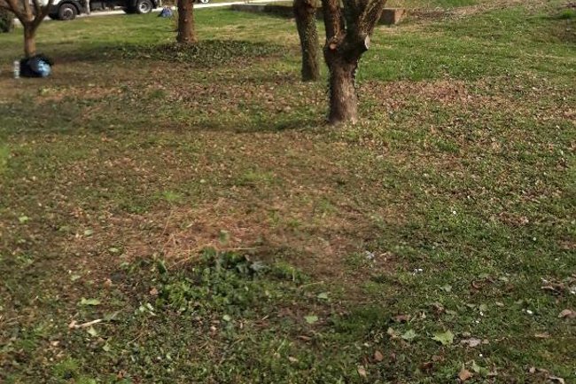 Foto di un Giardino di Bagnolo Po (RO) potato