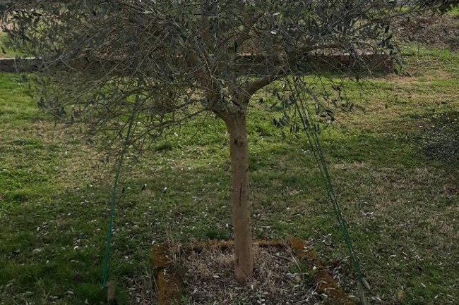 Foto di un Giardino di Bagnolo Po (RO) nel suo stato
