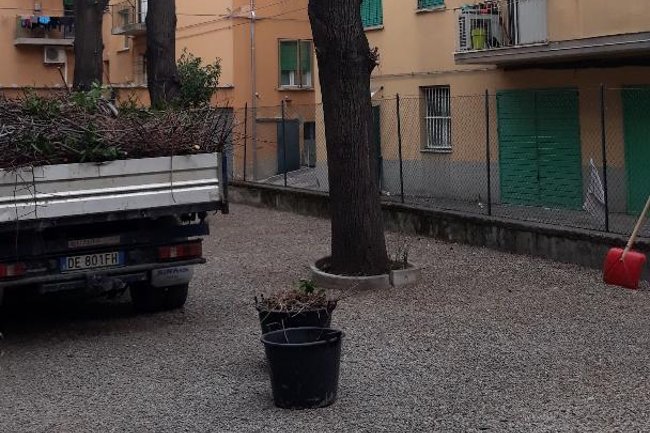 Foto dei tigli potati a fine lavori
