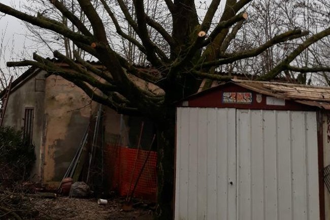 Quercia Potata dopo il nostro intervento.