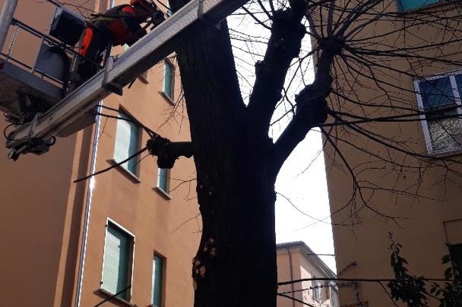 Foto dei lavori di potatura dei tigli del condominio