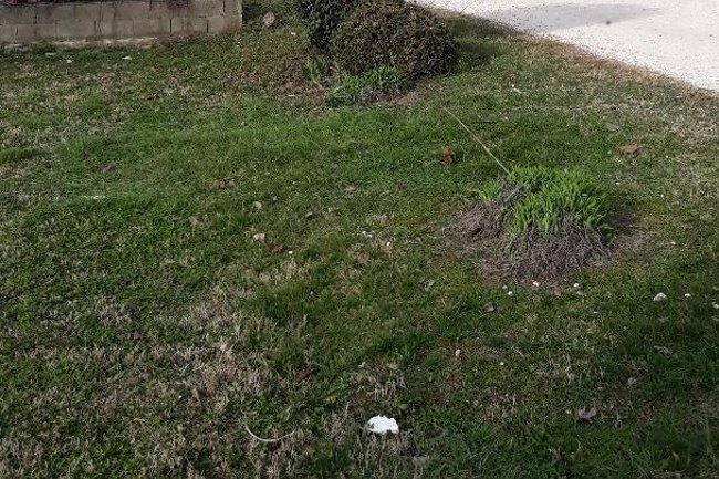 Foto di un Giardino di Bagnolo Po (RO) potato