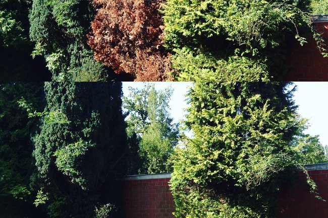 Élimination de sapins attaqués par la scolyte