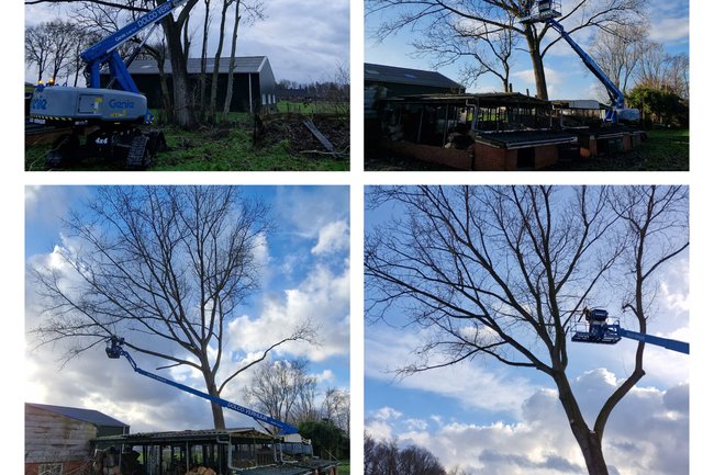 Timberman Boom en Landschap-10