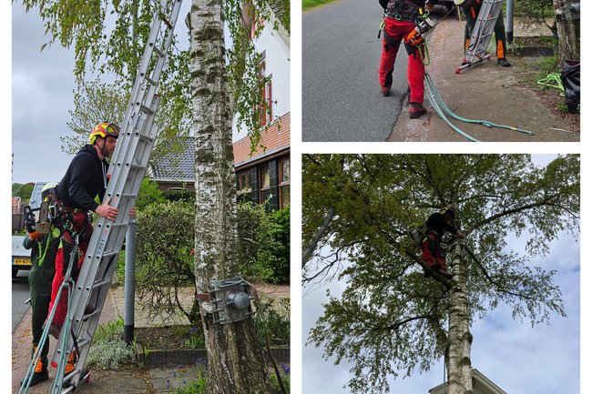 Boomverzorging, berk opkronen ivb rijprofiel
