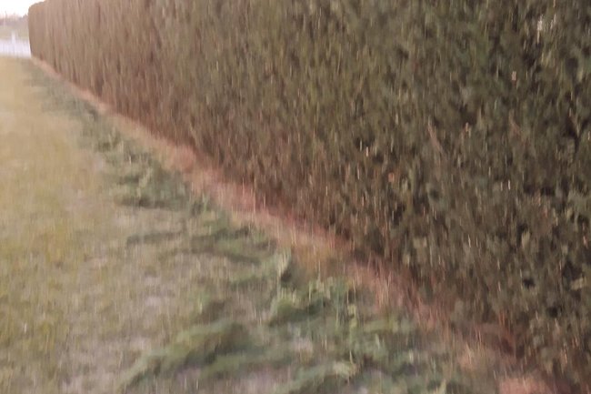 Foto della Siepe di confine di una abitazione privata