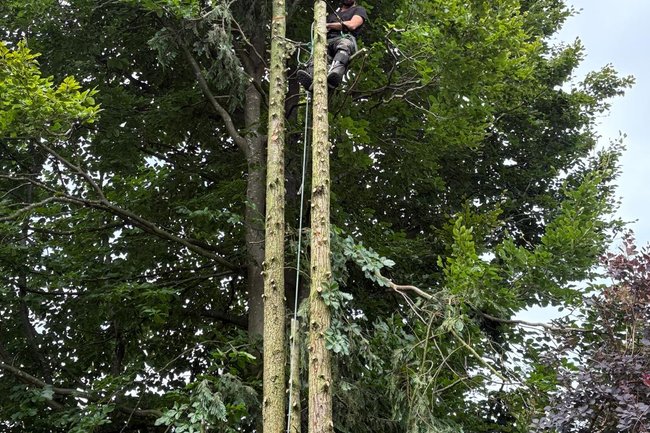 Ikwilvanmijnboompjeaf.nl-2