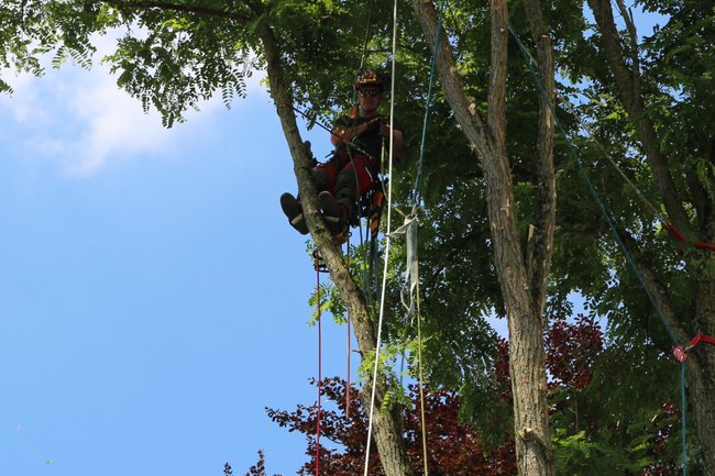 Ontmantelen van een valse acacia mbv een zipline