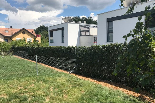 Clôture en lierre palissé, ( Meyrin, GE )