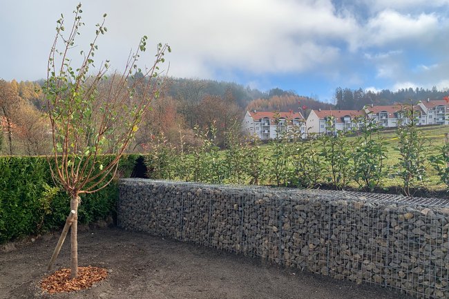 Mise en place de Gabions et plantation de fruitiers