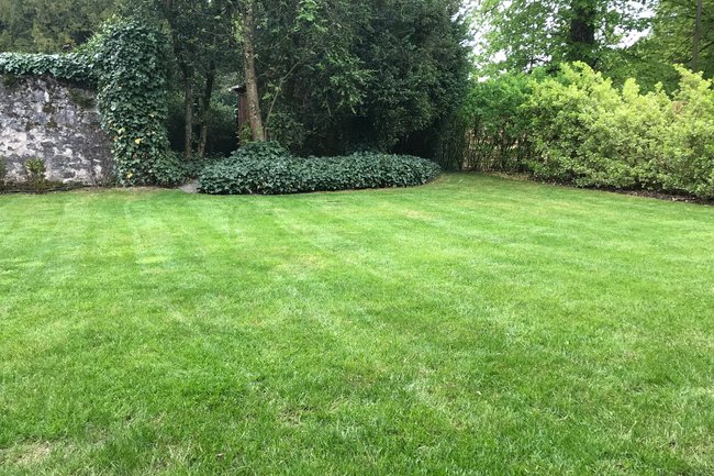 Résultat après scarification ( Bellevue, GE )