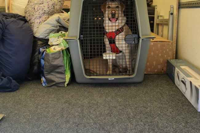 even dogs are welcome