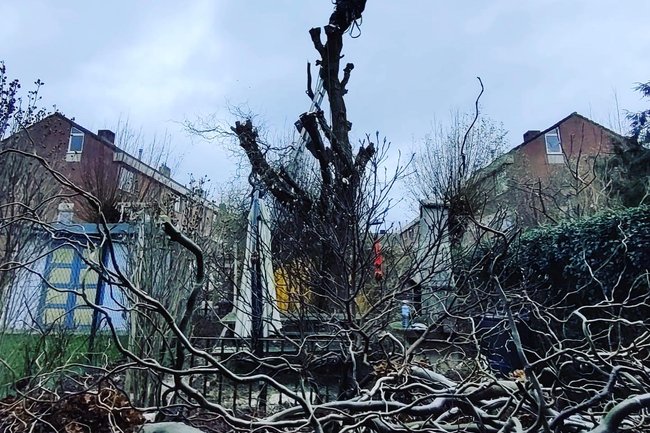 Tree-care Hellemans B.V.-4