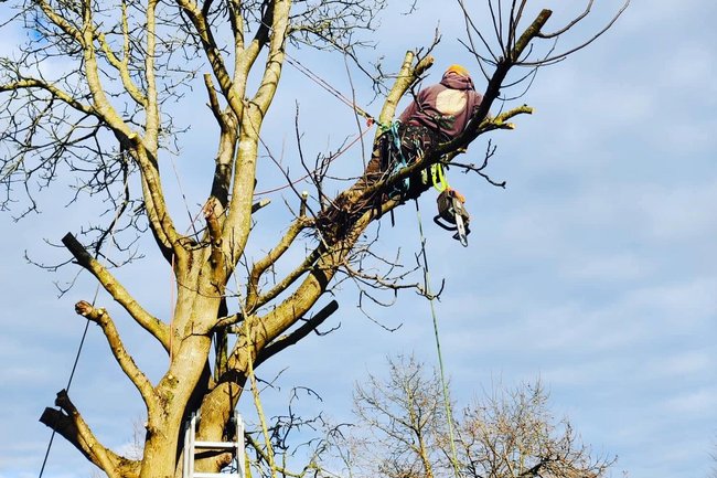 Tree-care Hellemans B.V.-3