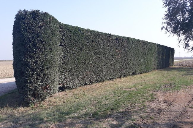 Foto della siepe a protezione della casa dalla polvere
