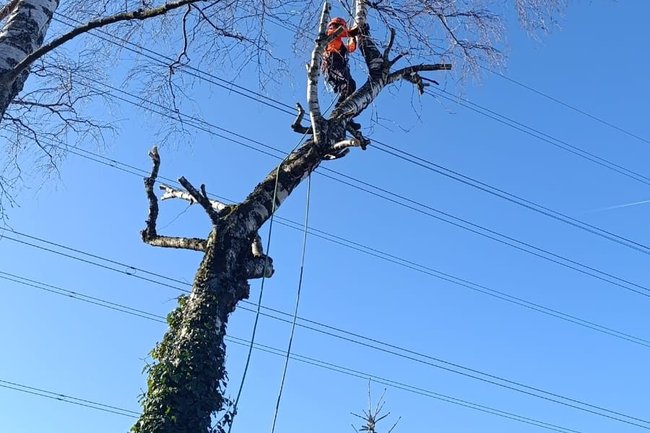 La 5ème saison jardinier-paysagiste-6