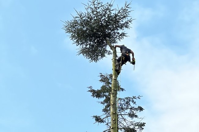 Guus Schrama boom verzorging-2