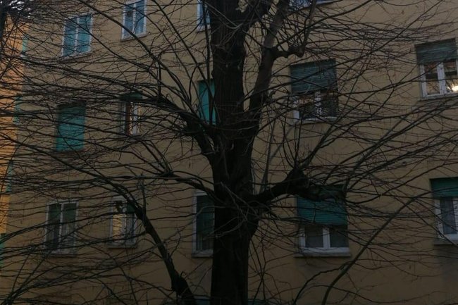Foto di un tiglio di 60 anni da potare in un condominio