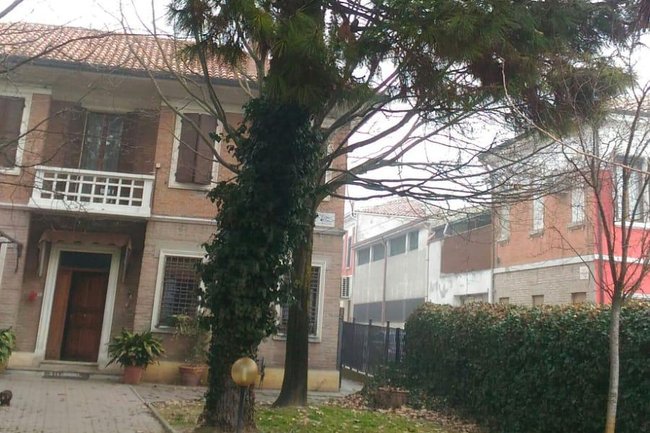 Pino Marittimo da Potare