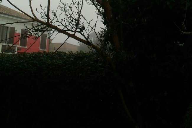 Alberello di Giardino Privato da potare