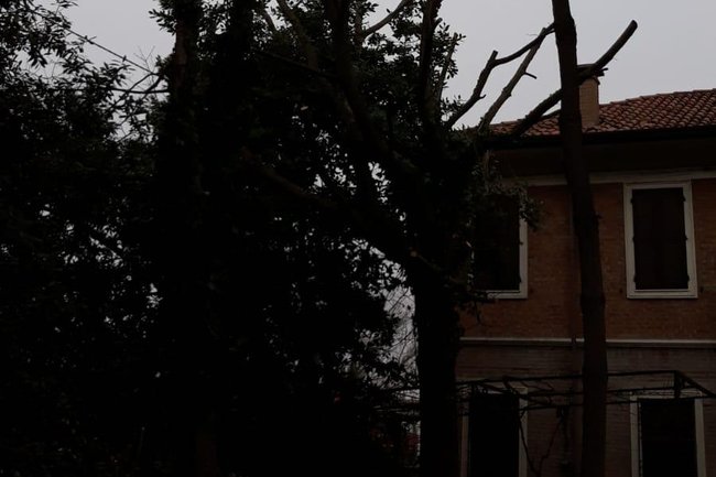 Pini Marittimi Potati ed alleggeriti delle parti secche