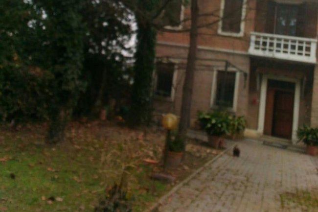 Quercia da Potare in un giardino privato del cliente