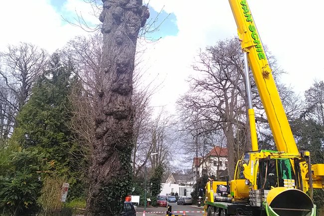 Bomen rooien op elke manier mogelijk!