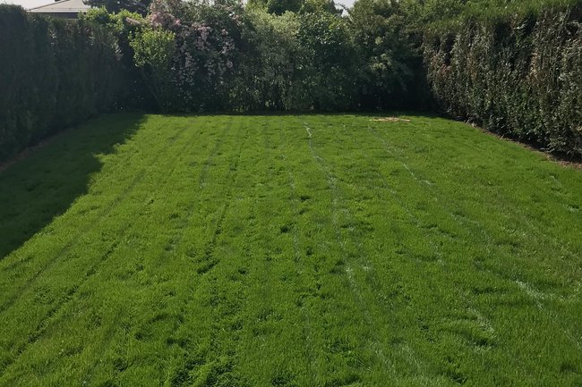 Nouvelles pelouse, 1ère tonte ( Gland, Vd )