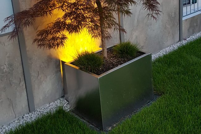 Roter Ahorn in Chromstahltopf