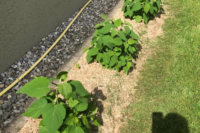 Plantation Hortensia ( Prangins, VD )