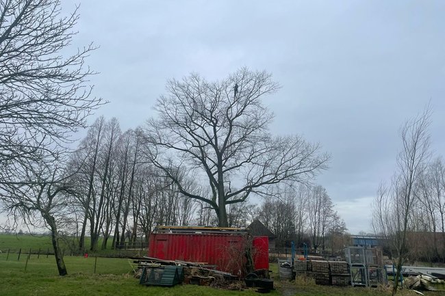 Urban Tree Solutions-2