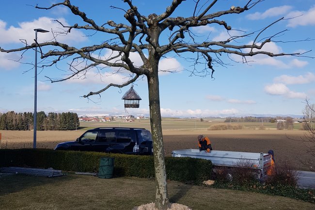 Taille d'arbres d'ornement