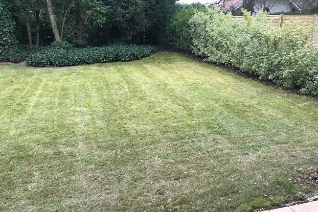 Tonte, scarification croisée, engrais et sursemis de qualité