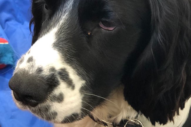 Riley the other office dog waiting for his walk!