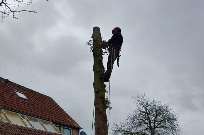 Conifeer verwijderen d.m.v klimtechniek.