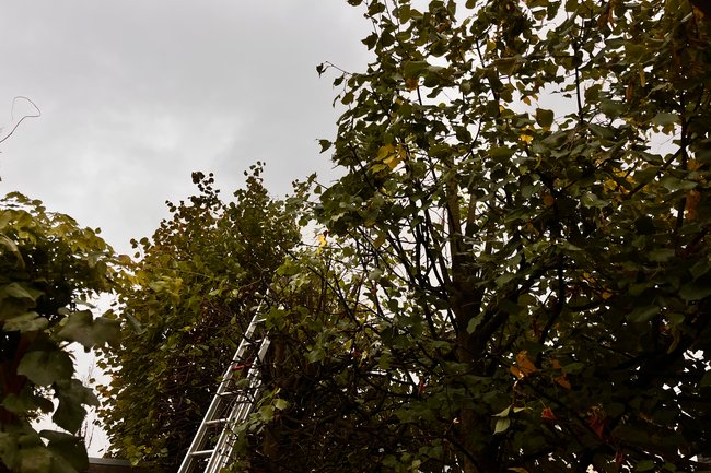 Boerman Hoveniers-11