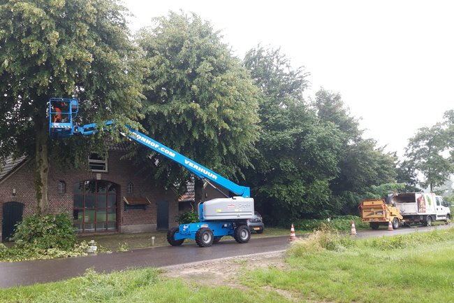 Snoeien van linde bomen met snipperen en afvoer.